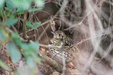 木陰で隠れるようにしてくつろぐトラツグミ