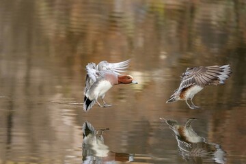 ヒドリガモカップルのシンクロした着水直前のシーン