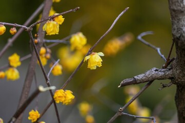ひっそりと咲く満開のロウバイの花