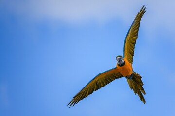 青空バックに優雅に飛ぶルリコンゴウインコ