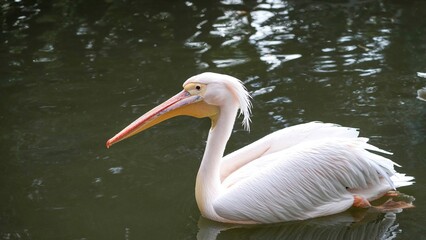 のんびり泳ぐモモイロペリカン
