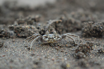 Little crab on the beach, morning by the sea. With beach sand