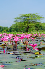 Fototapeta premium Pink Nymphaea lotus with leaves in pond
