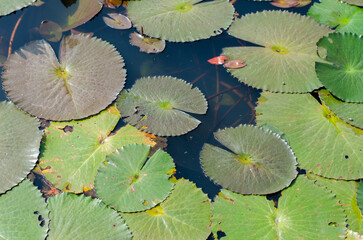 Leaves of Nymphaea lotus in clear water pond
