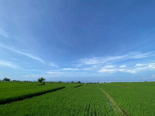 Fototapeta na wymiar Paddy field and blue sky