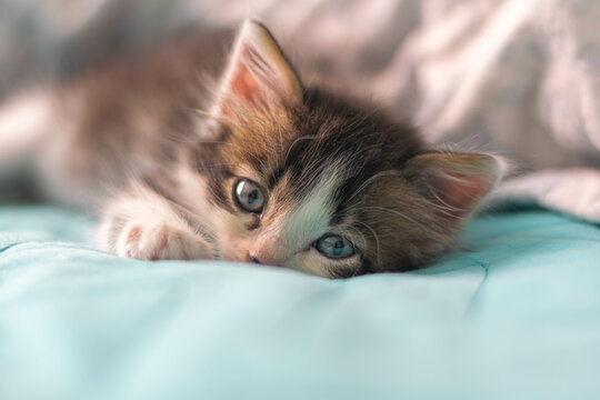 Kitten in bed
