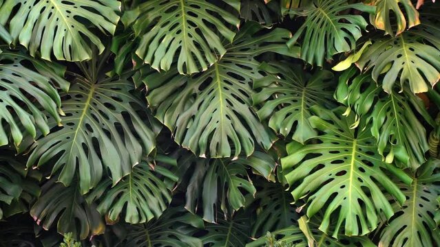 Green thicket jungle with monstera leaves background. Tropical flora and plants.
