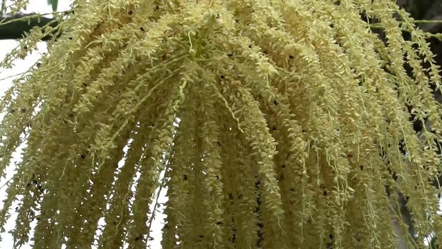 Insetos voam em torno das flores de um cacho rec&eacute;m aberto de uma palmeira real