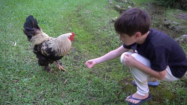 Menino em uma cena rural, alimentando um galo ra&ccedil;a brahma 