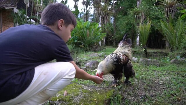 Galinha comendo milho na m&atilde;o de um menino