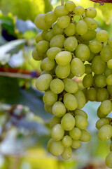 Bunch of green grapes hanging in the vineyard