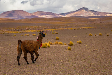 LLama alpaca in Bolivia altiplano near Chilean atacama border, South America