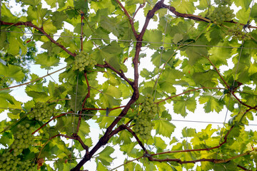 Leaves and vine branches in the backlight