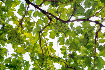 Leaves and vine branches in the backlight