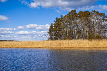 Selective soft focus of beach dry grass. yellow reeds on the sea. Nature, summer, grass concept. Autumn sea landscape. Dry yellow reeds on the shore.