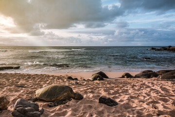 turtle on the beach