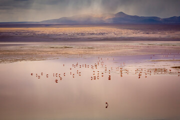 Laguna colorada, Red lake, with Flamingos and Volcanic landscape, Andes, Bolivia