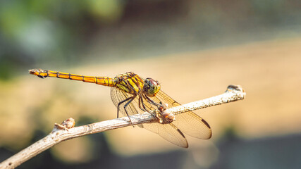 Beautiful of nature, A dragonfly on tree branch and nature blurred background, Macro shots, Insect in Thailand.