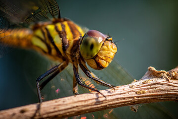 Beautiful of nature, A dragonfly on tree branch and nature blurred background, Macro shots, Insect in Thailand.