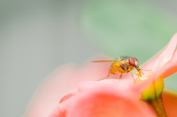 A fly devoring nectar from pollen of Euphorbia milli flower, Close uo photo.