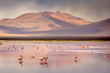 Laguna colorada, Red lake, with Flamingos and Volcanic landscape, Andes, Bolivia © Aide