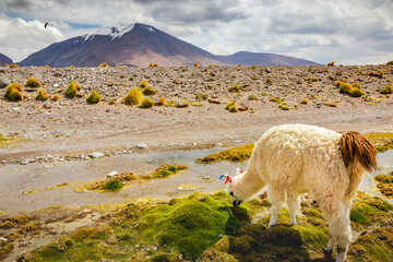LLama alpaca in Bolivia altiplano near Chilean atacama border, South America