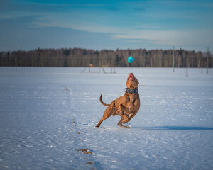 A beautiful thoroughbred American Pit Bull Terrier plays with a ball on a snowy field.