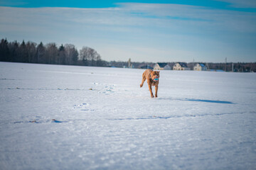 A beautiful thoroughbred American Pit Bull Terrier plays with a ball on a snowy field.