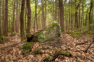 Mossy Rock in the Forest