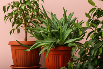 Potted houseplants on table near pink wall