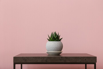 Potted aristaloe on table near pink wall