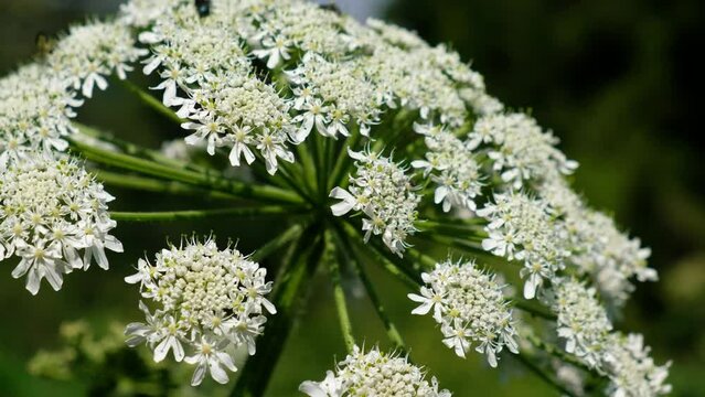 Close-up video of Pleurospermum uralense, the flowering plant from family Apiaceae in natural environment.