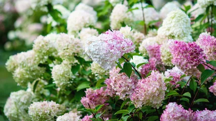 Fotobehang Hortensia Hydrangea paniculata blooming outdoors, Vanille Fraise panicled hydrangea with pink and white flowers in summer garden  © Enso