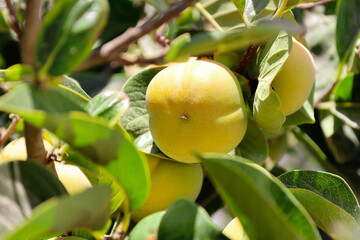 Tree branches with Persimmon fruits on plantation, closeup