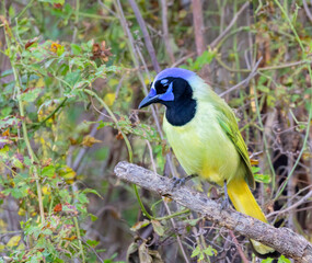 The green jay (Cyanocorax luxuosus) at National Garden Center, Mission, Texas