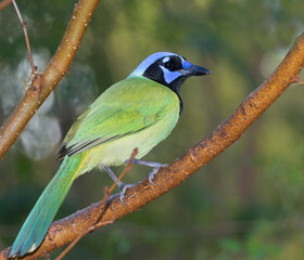 The green jay (Cyanocorax luxuosus) at National Garden Center, Mission, Texas