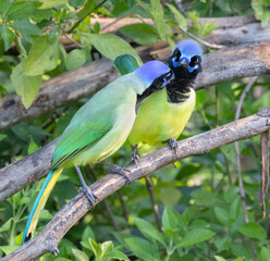 Green jays communicating with each other