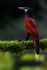 Montezuma Oropendola portrait on mossy stick against green gray  background