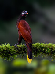 Montezuma Oropendola portrait on mossy stick against green gray  background