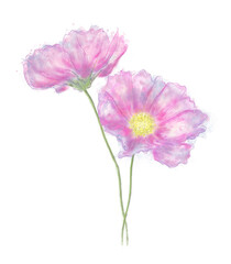 Watercolor of Cosmos Fowers on White