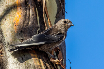 Juvenile Dusky Woodswallow in Victoria Australia