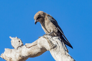 Juvenile Dusky Woodswallow in Victoria Australia