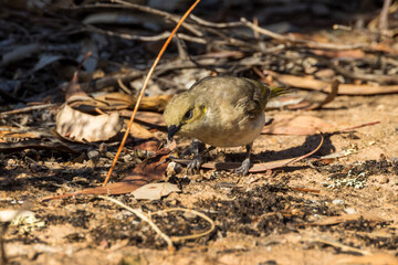 Fuscous Honeyeater in Victoria Australia