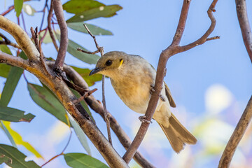 Fuscous Honeyeater in Victoria Australia