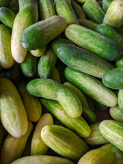 Fresh cucumber on the market. Background pile of cucumbers agriculture concept.