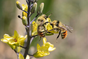 Bees Pollinating a Flower