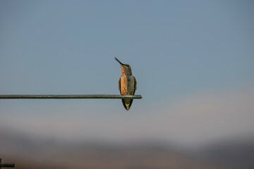 Hummingbird on a Wire