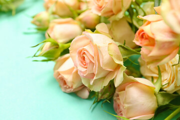 Beautiful rose flowers on color background, closeup