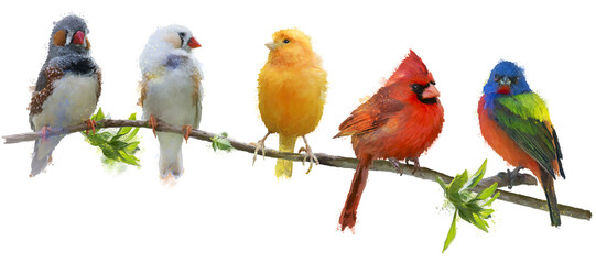 Colorful Songbirds , Illustation on White Background