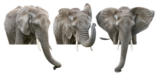 Elephants on White Background - 565206850